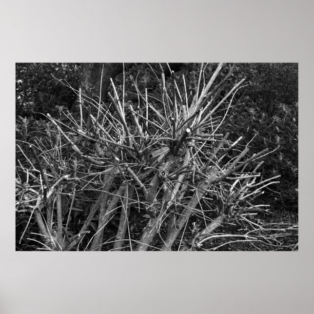 Póster Arbusto podrido (Frente)