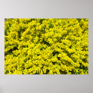 Póster Arbustos de flores amarillas Plantilla dorada Woad