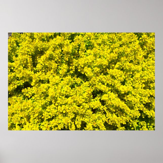 Póster Arbustos de flores amarillas Plantilla dorada Woad (Frente)