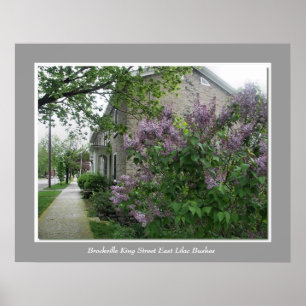 Póster Arbustos de lila de rey Street East de Brockville