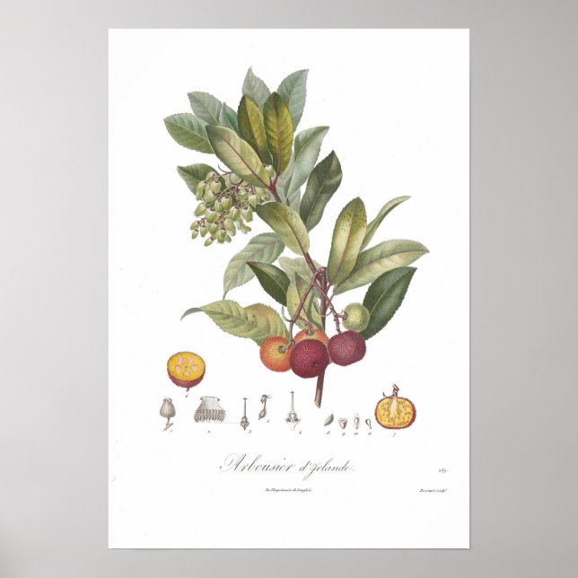 Póster Arbutus unedo-Stawberry (Frente)