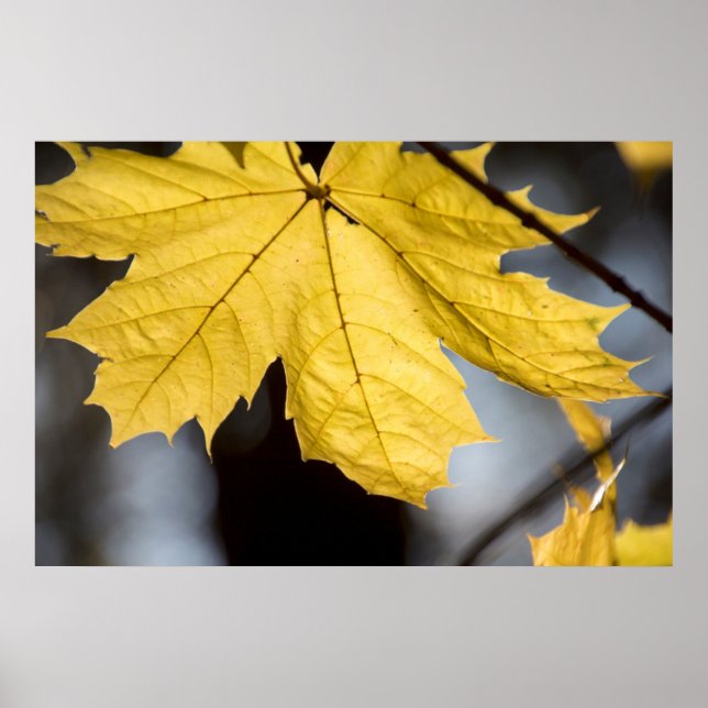 Póster Arce azucarero, otoño (Frente)