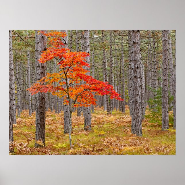 Póster Arce con colores de otoño (Frente)