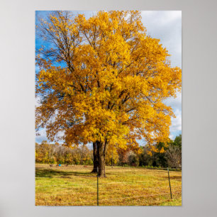 Póster Arce de azúcar amarillo otoñal