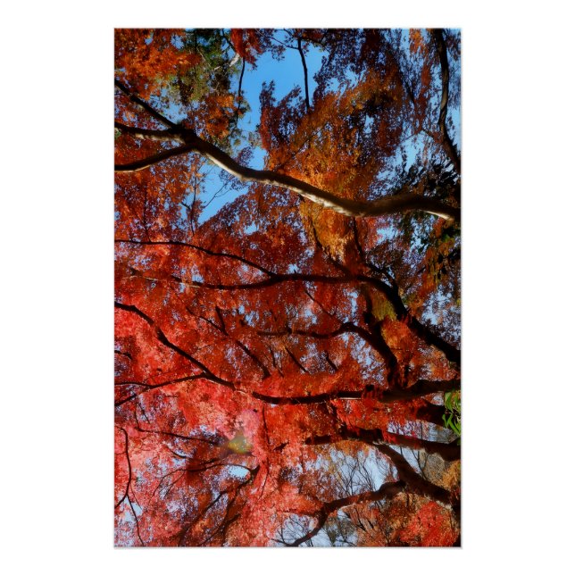 Póster Arce Japonés (Anverso)