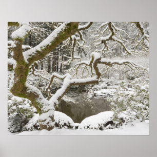 Póster Arce japonés cubierto de nieve