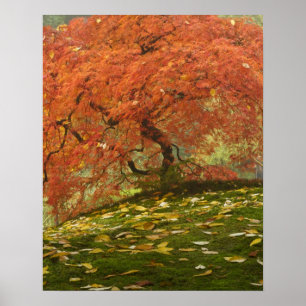 Póster Arce japonés en color de otoño