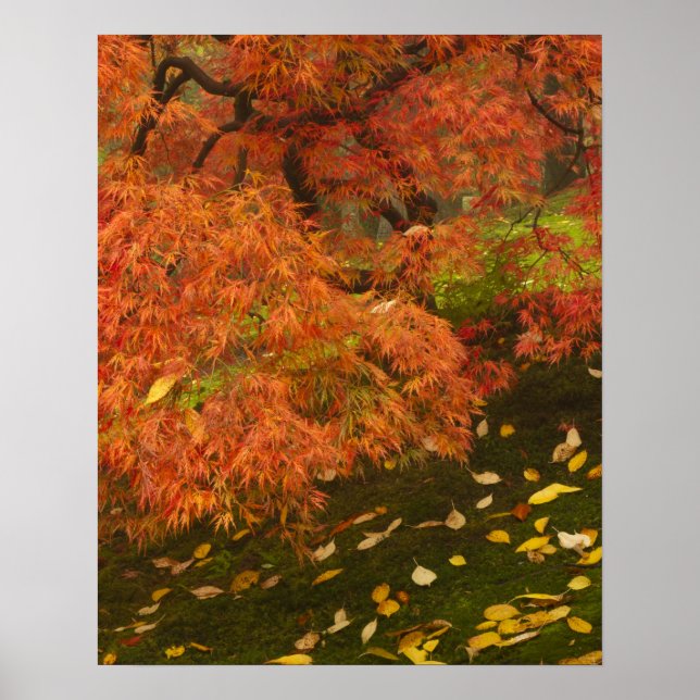 Póster Arce japonés en color de otoño (Frente)