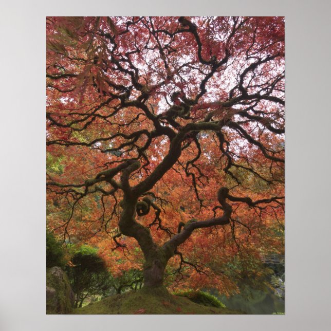 Póster Arce japonés en color de otoño (Frente)