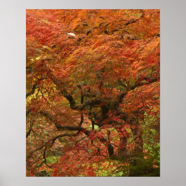 Póster Arce japonés en color de otoño (Frente)