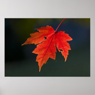 Póster Arce rojo Acer rubrum) hoja roja en otoño,