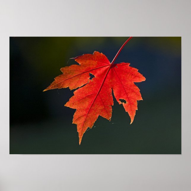 Póster Arce rojo Acer rubrum) hoja roja en otoño, (Frente)