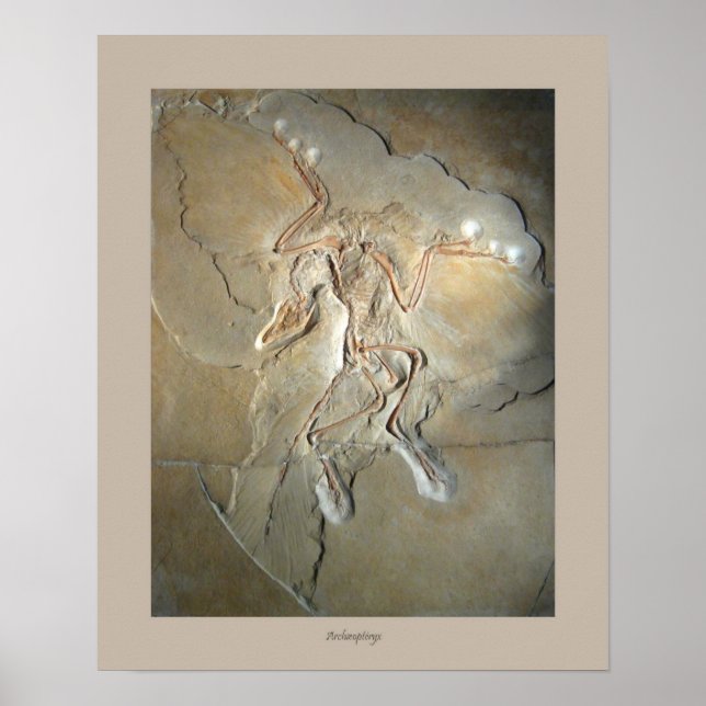Póster Archaeopteryx (Frente)