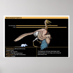 Póster Archaeopteryx - Biología del dinosaurio Jurásico