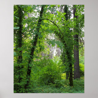 Póster "Arco", bosque de Alder Tree