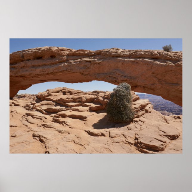 Póster Arco de Mesa y Tumbleweed en Canyonlands (Frente)