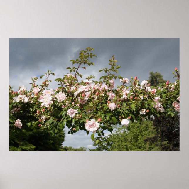 Póster arco de rosas (Frente)