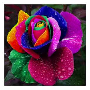 Póster Arco iris colorido hermoso subió