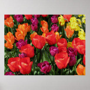 Póster Arco iris de tulipanes