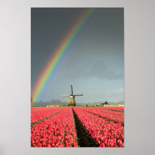 Póster Arco iris, tulipanes y poster de la vertical del
