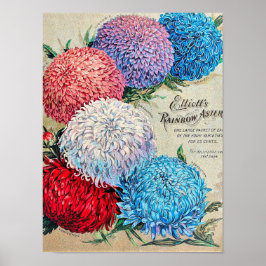 Póster Arcoiris Asters Vintage Flower Seed Catalog Art