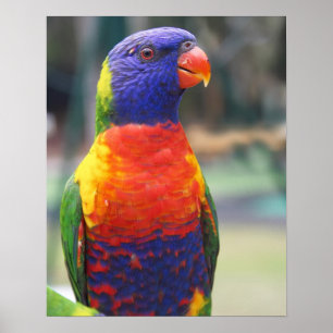 Póster Arcoiris Lorikeet (Trichoglossus haematodus 2