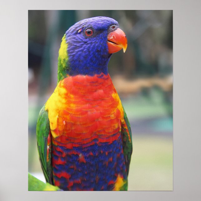 Póster Arcoiris Lorikeet (Trichoglossus haematodus 2 (Frente)