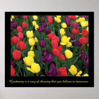 Póster Arcoiris tulipán