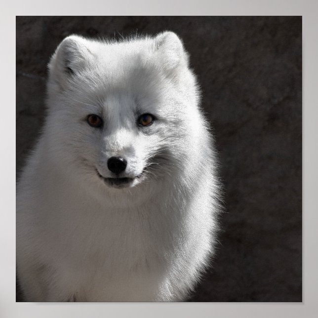 Póster Arctic Buddy (Frente)