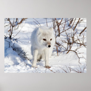 Póster Arctic Fox , Área de Manejo de Vida Silvestre de C