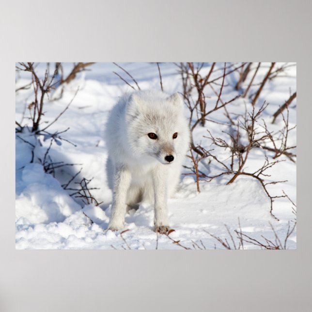 Póster Arctic Fox , Área de Manejo de Vida Silvestre de C (Frente)