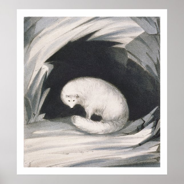 Póster Arctic Fox, de 'Narrativa de un segundo viaje en (Frente)