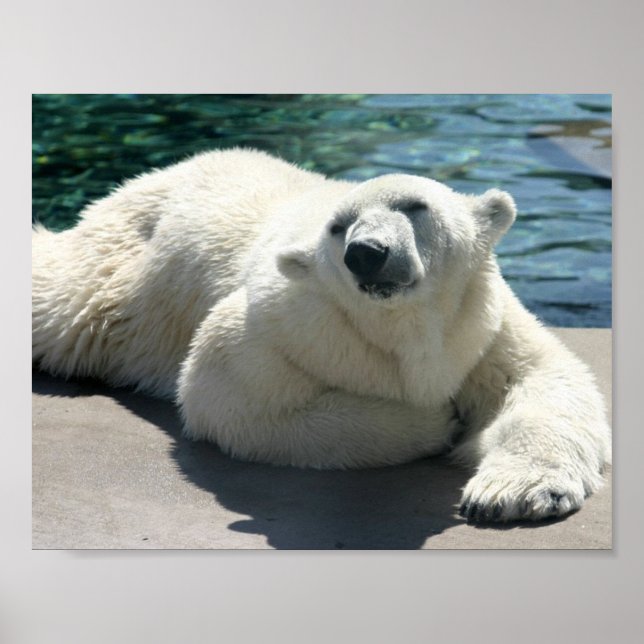 Póster Arctic Polar Bear Poster Print (Frente)