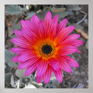 Póster Arctotis - margarita africana