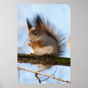 Póster Ardilla