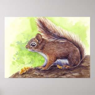 Póster Ardilla