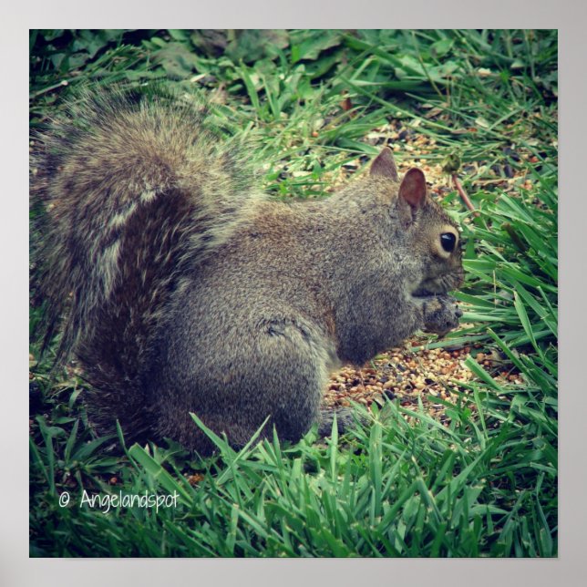 Póster Ardilla Adorable (Frente)