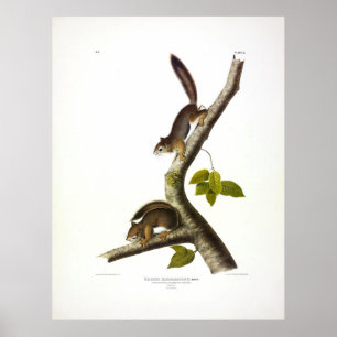 Póster ardilla colombiana (roja) de Richardson por Audubo