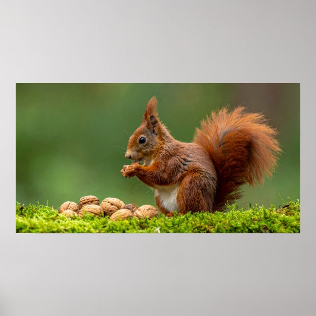 Póster Ardilla comiendo nueces (Frente)