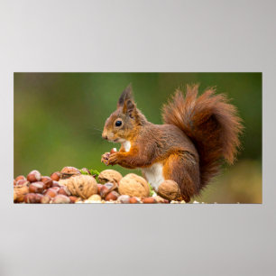 Póster ardilla comiendo nuez