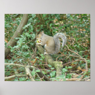 Póster Ardilla con estampado de bellota