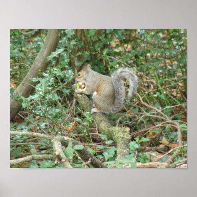 Póster Ardilla con estampado de bellota (Frente)