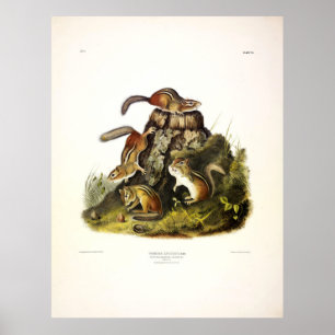Póster Ardilla de Chipmunk Oriental por Audubon
