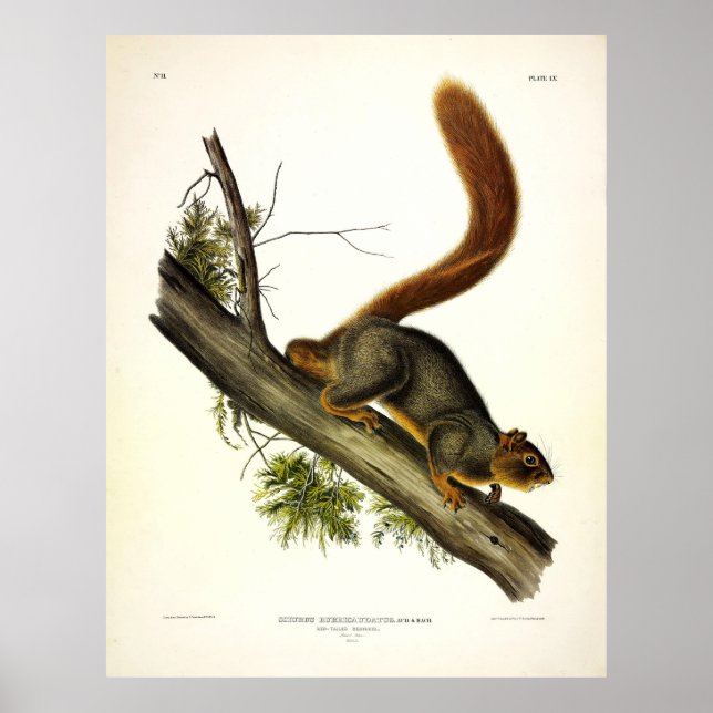 Póster Ardilla de cola roja (ardilla de Fox) de Audubon (Frente)
