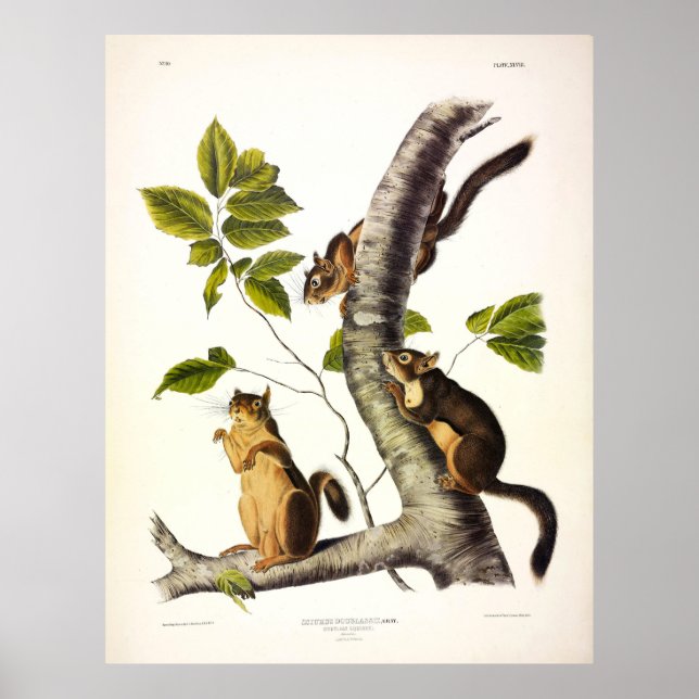 Póster Ardilla de Douglass o Pine (pollo) de Audubon (Frente)