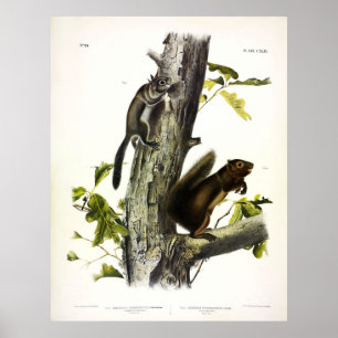 Póster ardilla de Fremont, ardilla de sooty, por Audubon