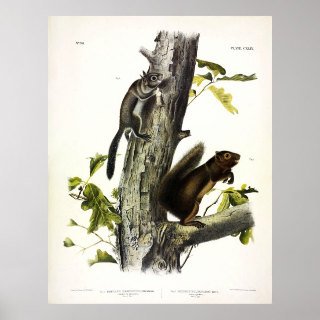 Póster ardilla de Fremont, ardilla de sooty, por Audubon (Frente)