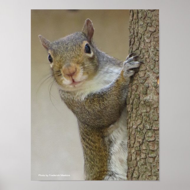 Póster Ardilla de la Mirada (Frente)