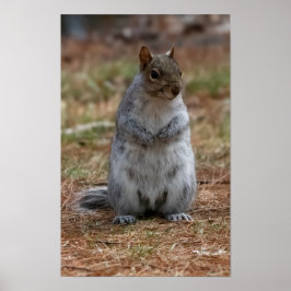 Póster Ardilla de pie