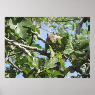 Póster Ardilla de roca